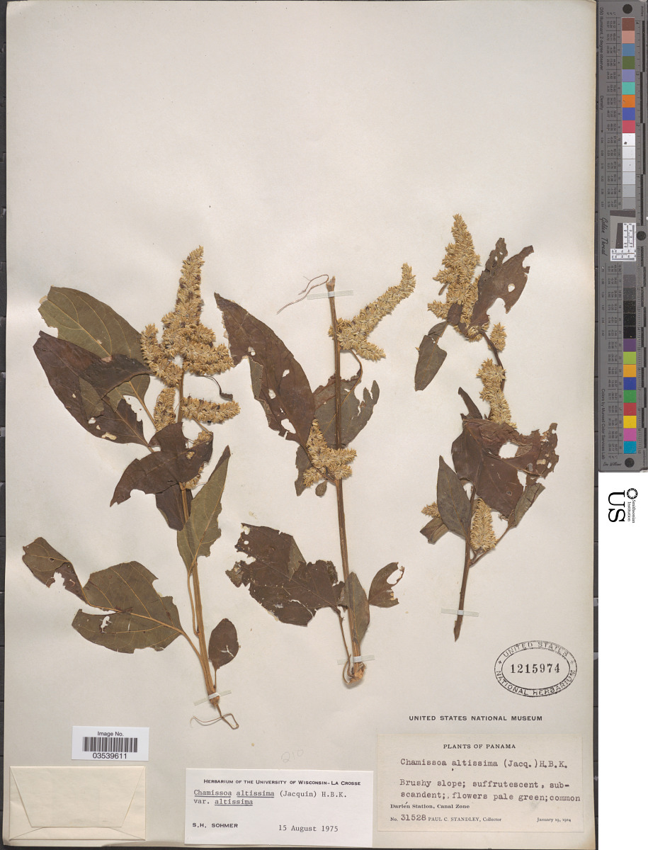Chamissoa altissima var. altissima image