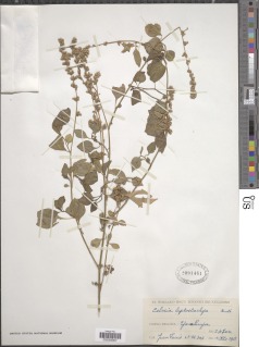 Image of Celosia leptostachya