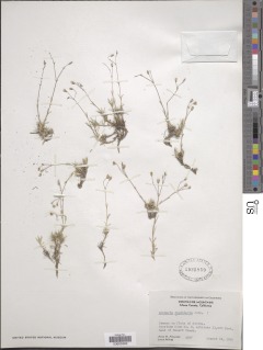 Image of Arenaria capillaris