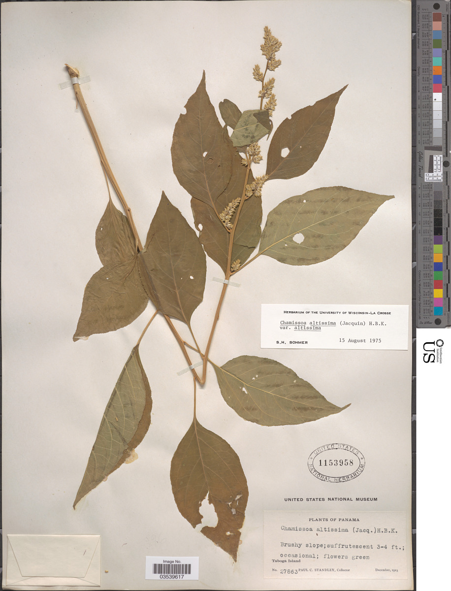Chamissoa altissima var. altissima image
