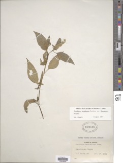 Image of Chamissoa acuminata
