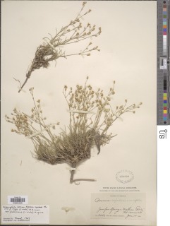 Arenaria capillaris image