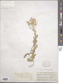 Lepidium chalepensis image
