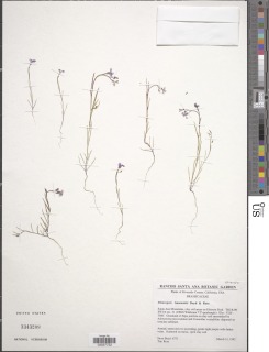 Sibaropsis hammittii image
