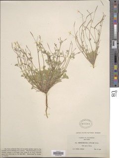 Eschscholzia minutiflora subsp. covillei image
