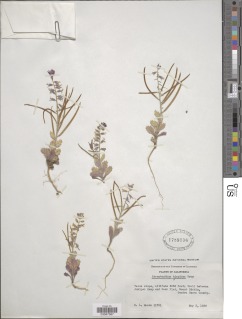 Streptanthus hispidus image