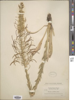 Stanleya viridiflora image