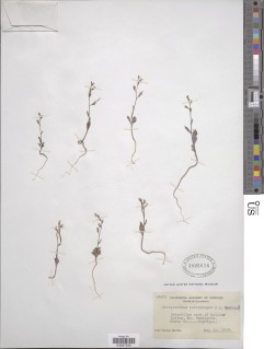 Streptanthus batrachopus image