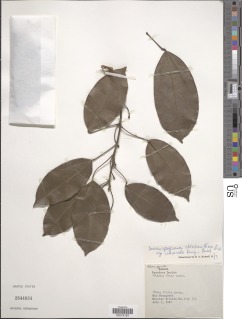 Image of Anomospermum chloranthum