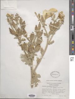 Image of Argemone polyanthemos