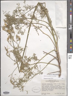 Ehrendorferia chrysantha image