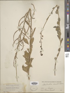 Streptanthus howellii image