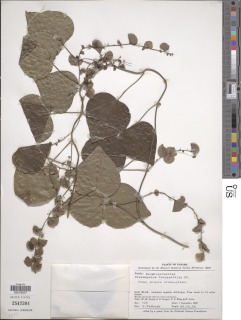 Cissampelos tropaeolifolia image