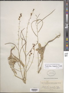 Streptanthus campestris image