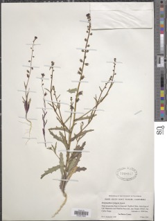Streptanthus insignis image