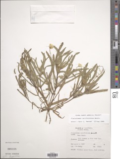 Platystemon californicus image