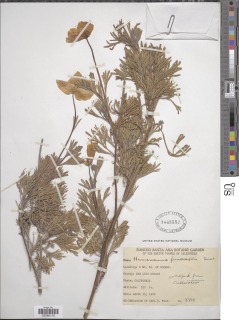 Image of Hunnemannia fumariifolia