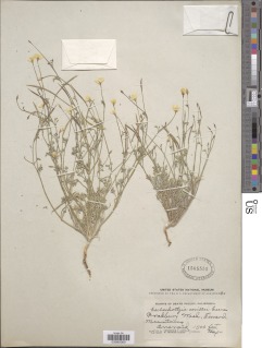 Eschscholzia minutiflora subsp. covillei image