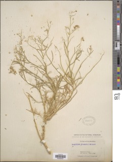 Lepidium fremontii image