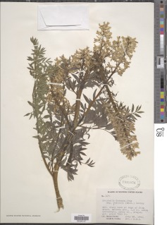 Corydalis caseana subsp. cusickii image