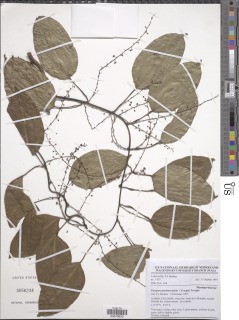Image of Tinospora penninervifolia