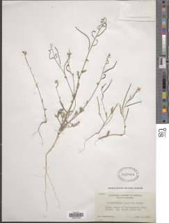 Streptanthus gracilis image