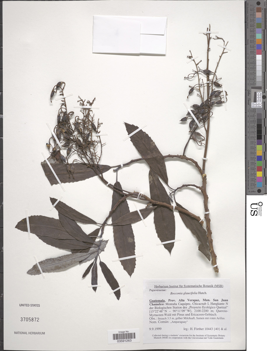 Bocconia glaucifolia image