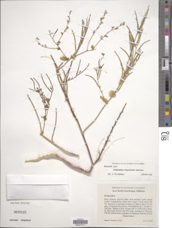 Image of Streptanthus drepanoides