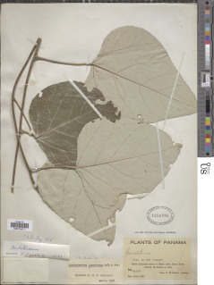 Chondrodendron tomentosum image