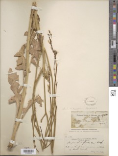 Caulanthus flavescens image