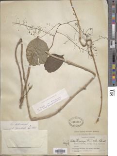 Odontocarya truncata image