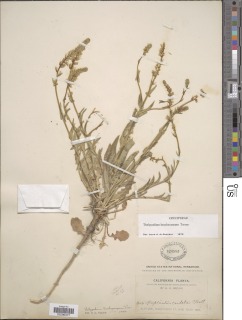 Thelypodium brachycarpum image