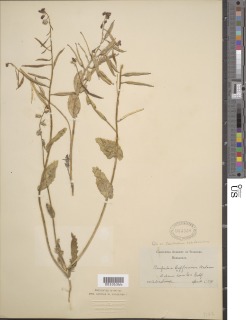 Caulanthus californicus image