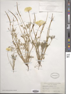 Eschscholzia lemmonii image
