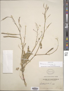 Image of Brassica oleracea