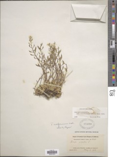 Noccaea fendleri subsp. californica image