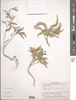 Cakile lanceolata subsp. lanceolata image