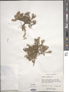 Image of Lepidium oblongum