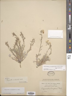 Physaria occidentalis subsp. occidentalis image