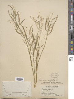 Brassica rapa subsp. oleifera image