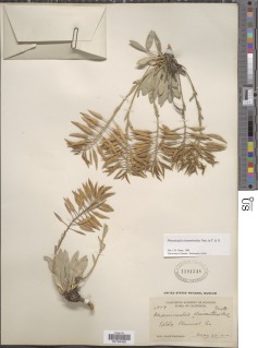 Phoenicaulis cheiranthoides image
