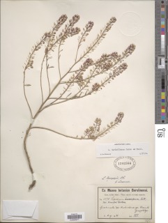 Image of Lepidium gerloffianum