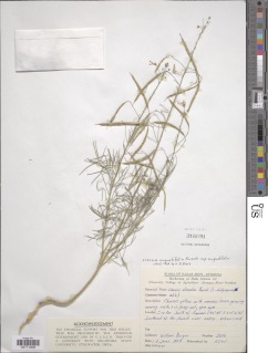Image of Cleome angustifolia