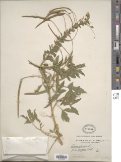 Image of Cleome spinosa