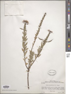 Sieruela densifolia image