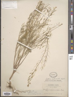 Descurainia pinnata subsp. halictorum image