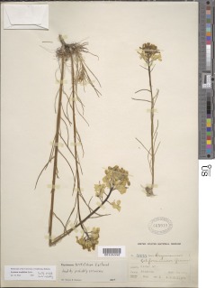 Image of Erysimum teretifolium