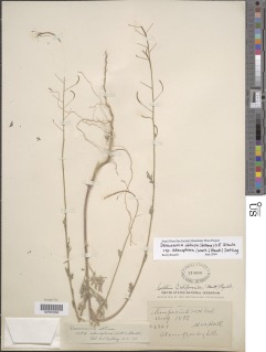 Descurainia adenophora image