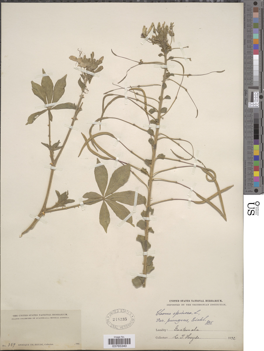 Cleomaceae image