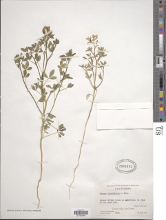 Image of Cleomella sparsifolia